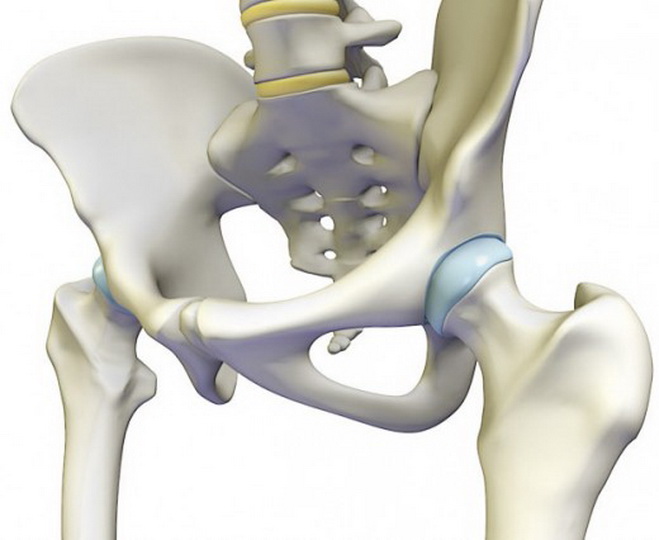Вертлужная впадина: анатомические особенности тазобедренного сустава