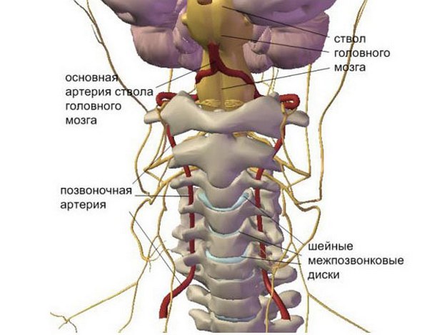 Анатомия шейного отдела