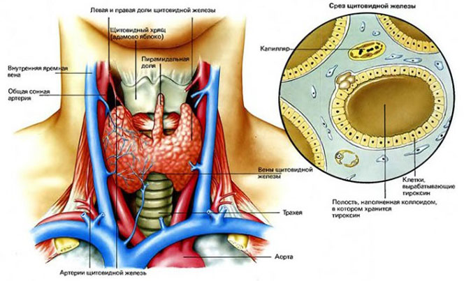 Строение щитовидной железы
