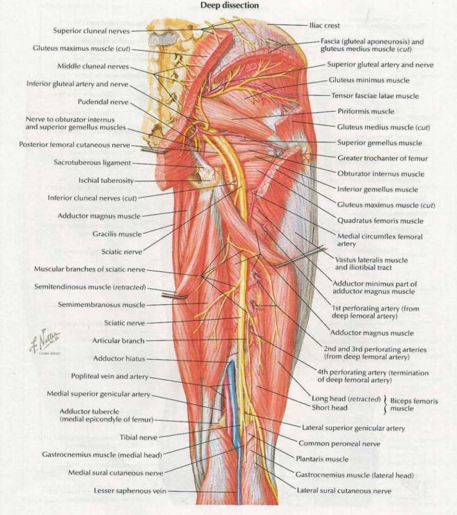 Топографическая анатомия ног
