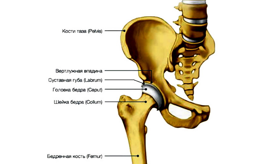 Вертлужная впадина: анатомические особенности тазобедренного сустава