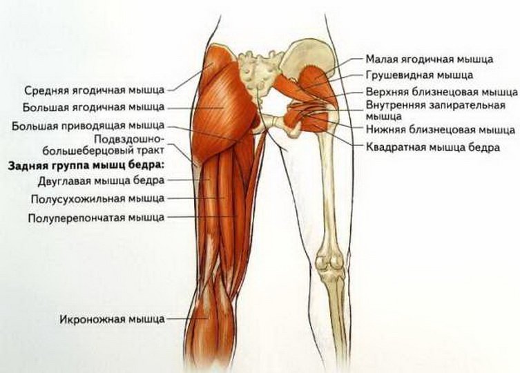 Анатомия приводящей мышцы бедра