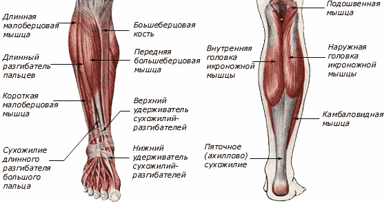 Топографическая анатомия колена и приводящего канала бедра