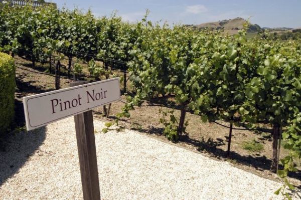 Вино Пино Нуар (Pinot Noir) особенности, разновидности и культура употребления