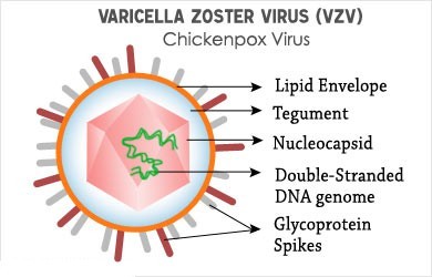 varicella-zoster-virus