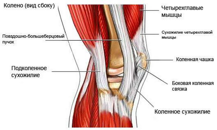 Анатомия коленного сустава: устройство суставов, связок, сумок, надколенника
