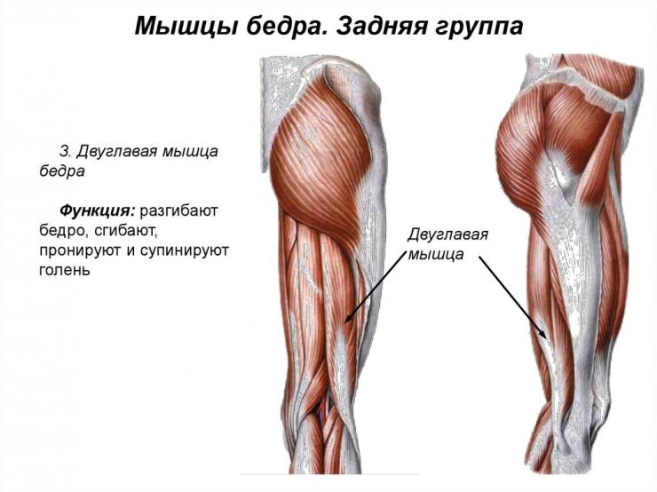 Анатомия ноги человека