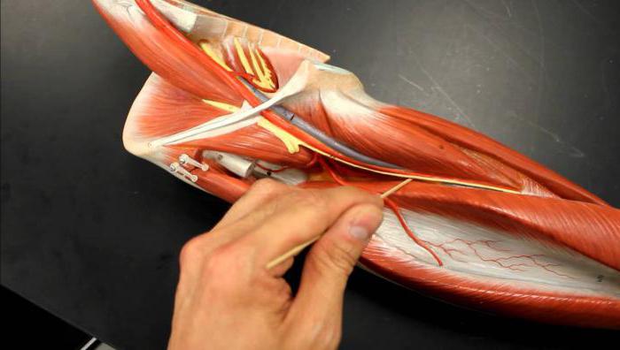 Анатомия бедренной артерии