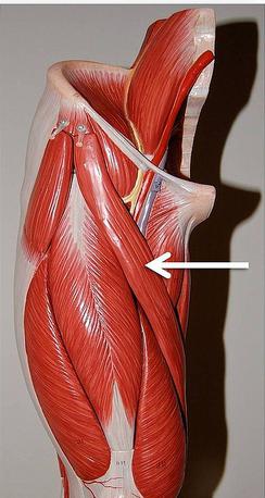 Строение, функции и патологии портняжной мышцы