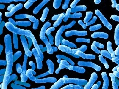 bacterii