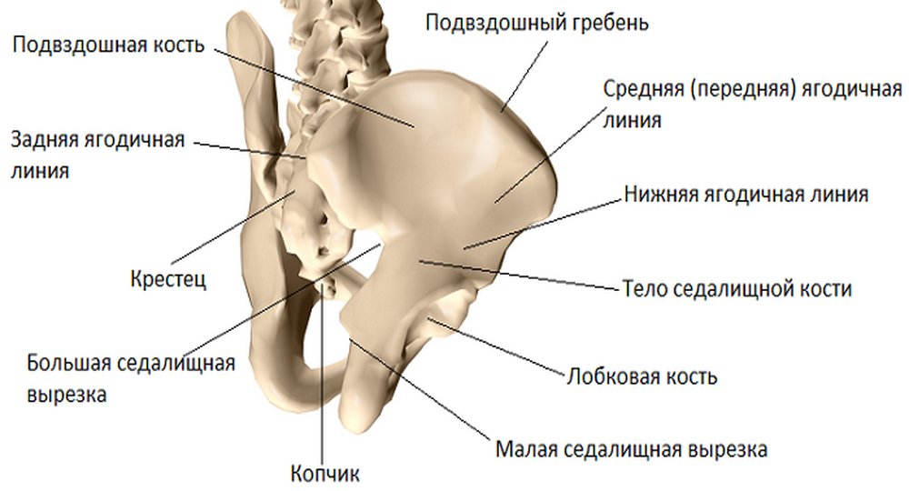 Подвздошной кости 2. Гребень подвздошная кость анатомия. Строение таза подвздошная кость. Тазовая кость гребень подвздошной кости. Крыло подвздошная кость анатомия.