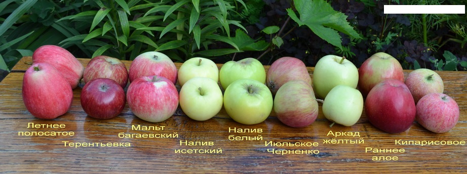 различные сорта яблок