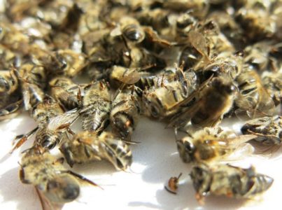 Пчелиный подмор для суставов