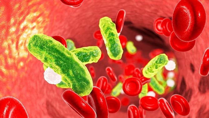 Бактерии в крови