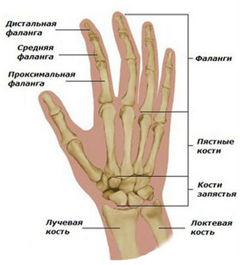 Фаланги пальцев рук
