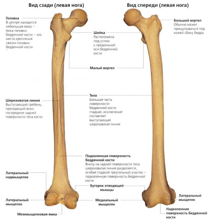 Классификация и проявления переломов бедренной кости