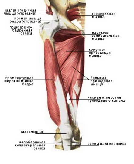 Анатомия мышц бедра