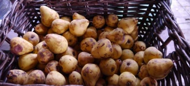Простые рецепты приготовления самогона из картофеля на дому