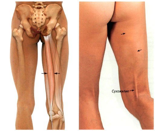 Анатомия и патологии мышц разгибателей бедра