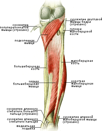 Анатомия мышц голени