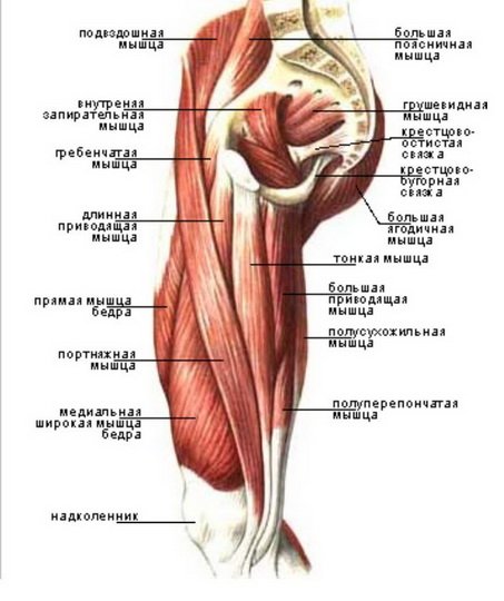 Анатомия мышц таза и бедра