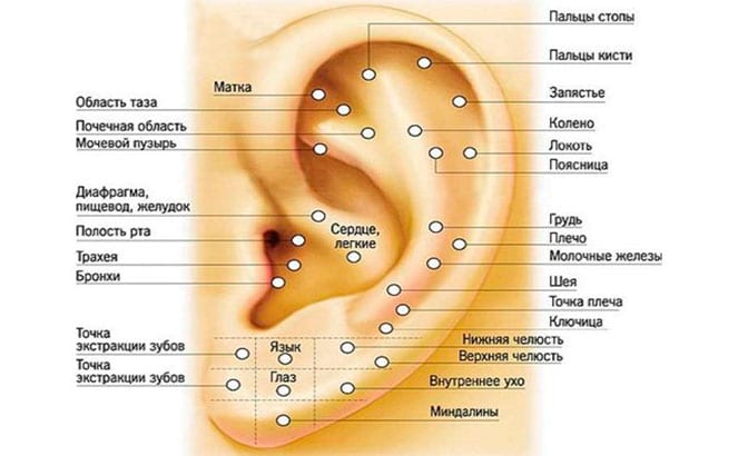 Биологически активные точки на ушной раковине