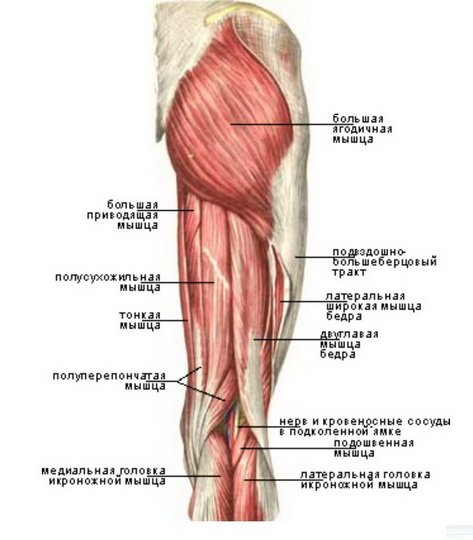 Анатомия мышц таза и бедра