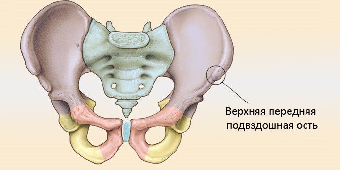 Локализация и анатомия подвздошной кости