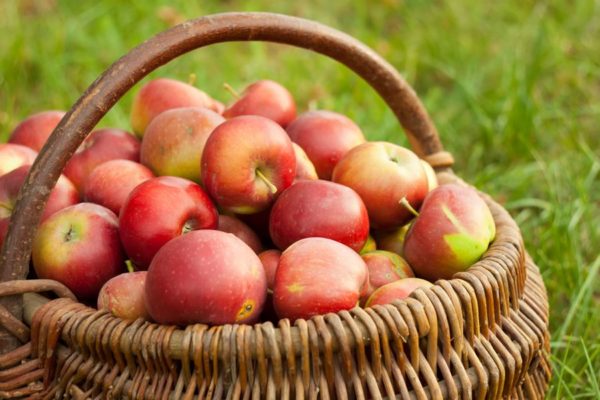Как сделать кальвадос из яблок в домашних условиях простой рецепт приготовления