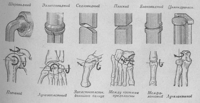 Особенности строения суставов ног