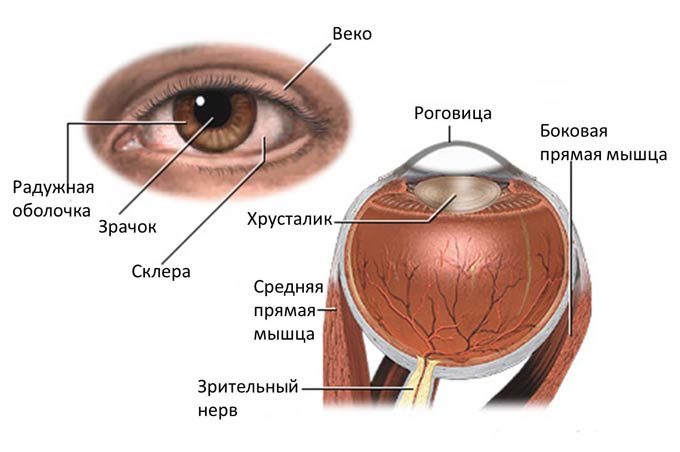 схема строения глаза
